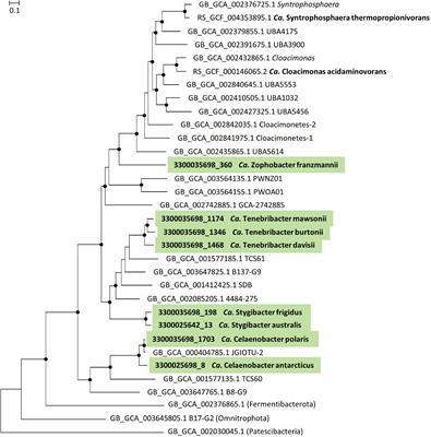 Shedding Light on Microbial “Dark Matter”: Insights Into Novel Cloacimonadota and Omnitrophota From an Antarctic Lake